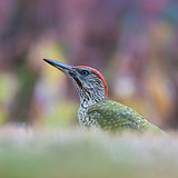 Green woodpeckers